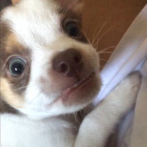 Meet your Posher, Juan